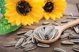 Beberapa manfaat  kuaci atau  biji  bunga matahari  untuk  tubuh